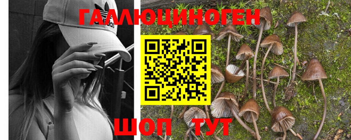 Галлюциногенные грибы Cubensis Саяногорск